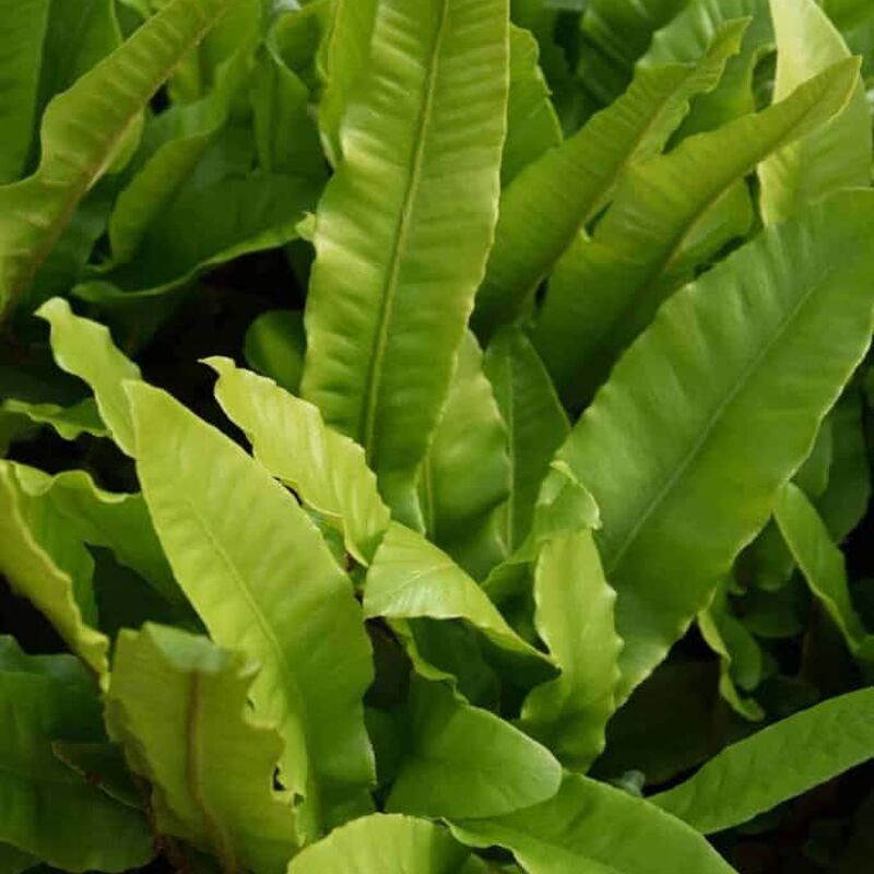 Asplenium scolopendrium ---